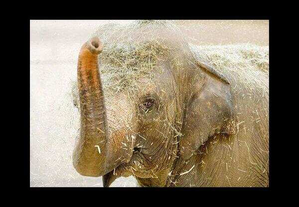 Cloud of uncertainty looms over three circus elephants