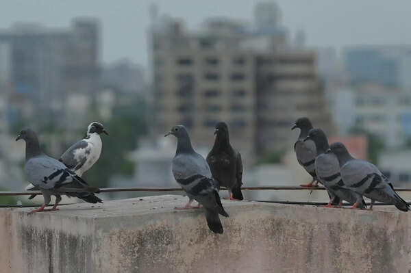 Action finally on 2022 plan to end pigeon racing near Ahmedabad airport