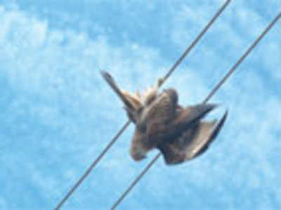 Kites in Tumakuru didn’t die of poisoning, says report