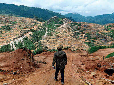 China’s hunger for smelliest fruit threatens Malay forests