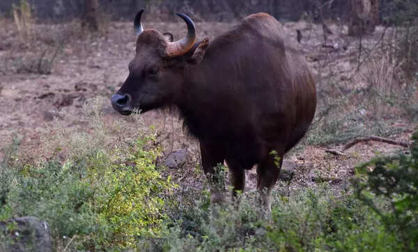 Elderly farmer dies and forest staff injured in separate bison attacks in Kolhapur district