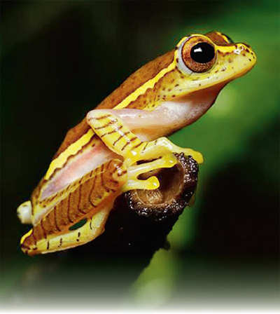 Mangaluru: On frog trail, team finds rare species