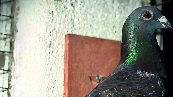 22 took off, 14 made it: Pigeon flies 1,790km from Delhi to Karnataka's Mandya in 52 days; wins South India's federation race