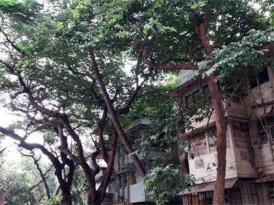 Dadar residents live in fear of leaning trees