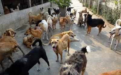 Kerala: Stray dogs maul 85-year-old to death