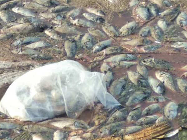 Mumbai: Dead fish float in Charkop pond, chemical leak alleged