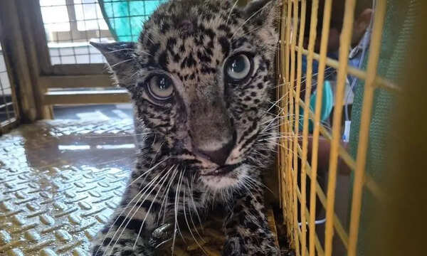 Trapped big cat rescued in Ratnagiri
