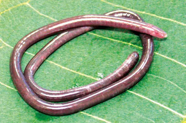 New caecilian species find in Western Ghats puts spotlight on Goa’s gegeneophis tally