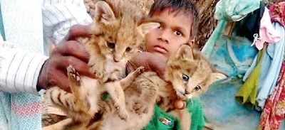 The cats he was playing with were leopard cubs