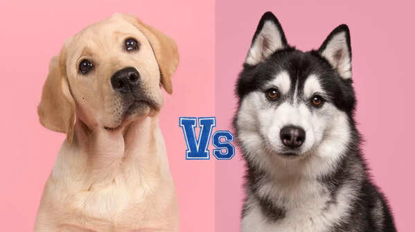 Labrador vs Husky: Which pet dog is more intelligent and trainable
