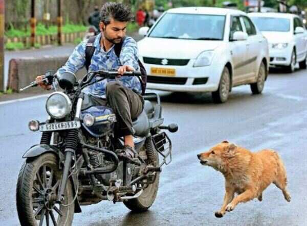 Canine conflict haunts Secunderabad lanes