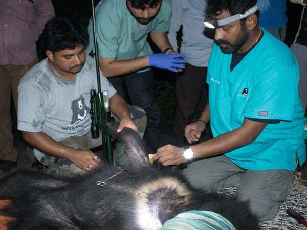 Karnataka: Snared sloth bear rescued, under treatment