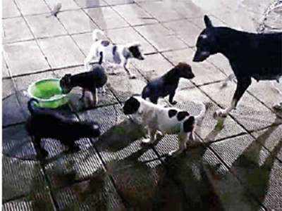 Five puppies go missing, activist files complaint