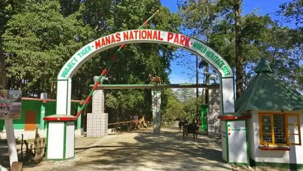 Manas park starts grassland revival to check habitat loss