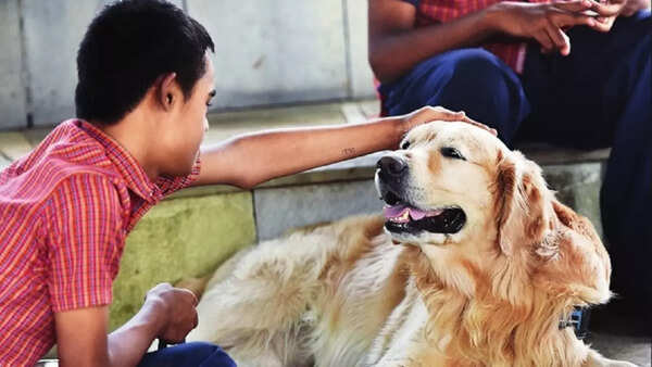 Animal-assisted therapy looks up, first with dogs and now with cats