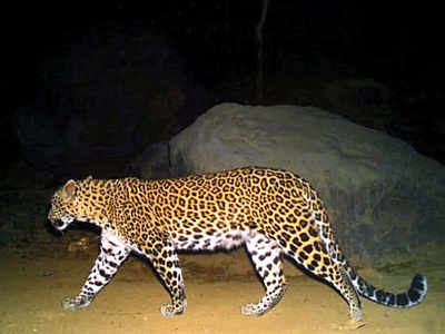 Pregnant leopardess killed in hit-and-run