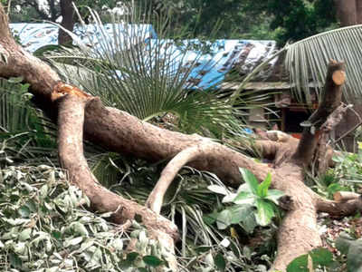 Aarey locals protest tree-cutting, detained