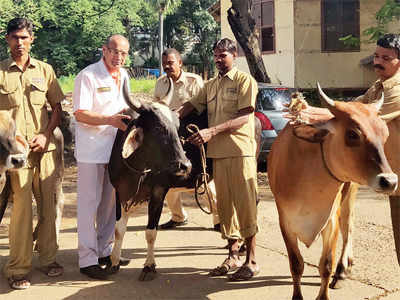 Cattle-smuggling racket busted in Malvani; 4 held