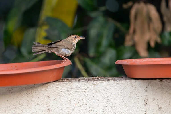 Heat, thirst, silence mark a dangerous season for Pune’s birds