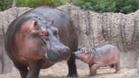 Baby hippo to make public debut at Dallas Zoo 