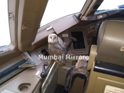 Owl found in cockpit of Jet Airways flight