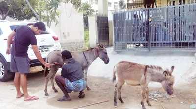 This guy is milking the donkey