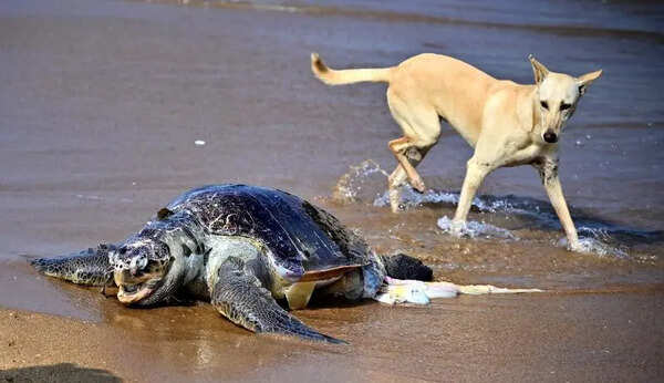Stray dogs endanger turtles that land on Marina for nesting