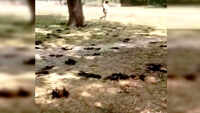 Gorakhpur: Over 50 bats found dead, carcasses sent for post-mortem 