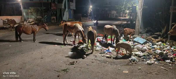 Stray cattle turn road safety hazard in Annanur