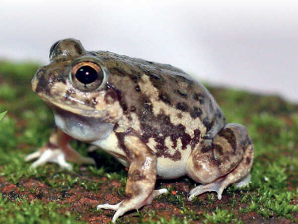 Tiny frog species sparks off curiosity in coldspots