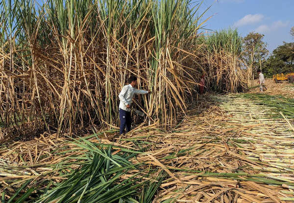 Rs 1,5000 crore tax relief for sugar cooperatives as Gujarat approves past prices