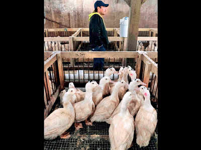 New York bans foie gras over animal cruelty