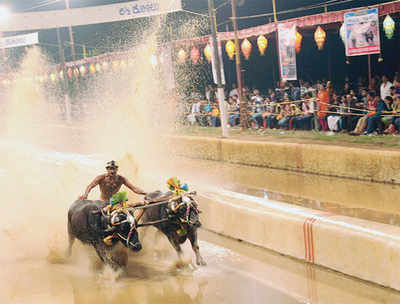 Kambala song is going viral