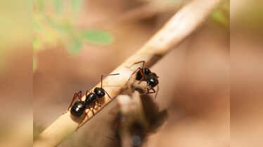 This is what it means if you see ants in your house