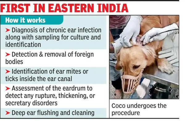 5-year-old golden retriever undergoes ear endoscopy