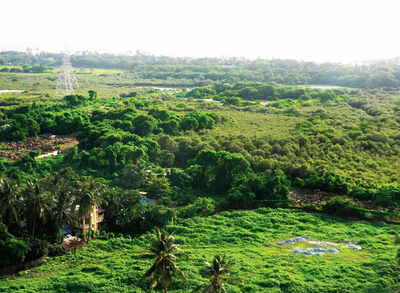 BMC told to go green for its coastal road project