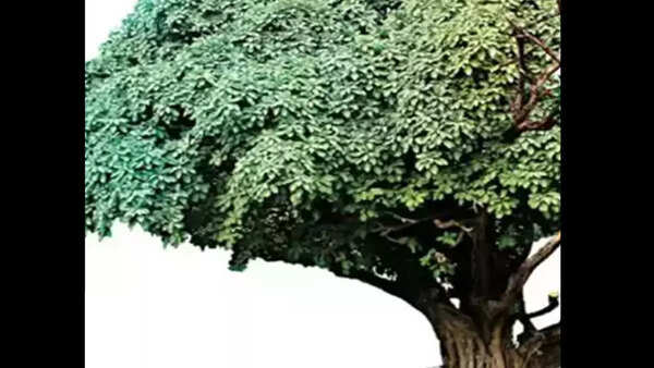 Timber dominates Gandhinagar treescape