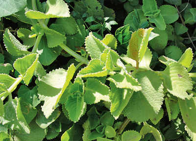 The greenskeeper: Indian Oregano