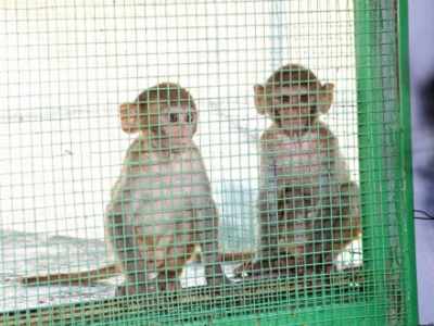 Monkey Fever claims two lives in Maharashtra