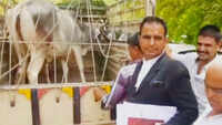 Animal ownership case: Cow chooses her 'owner' in Jodhpur court 