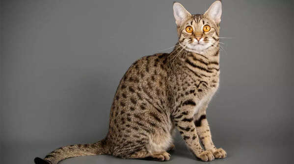 Savannah
