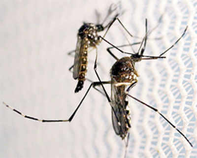 Chikungunya virus can spread from mosquito to mosquito, reveals study