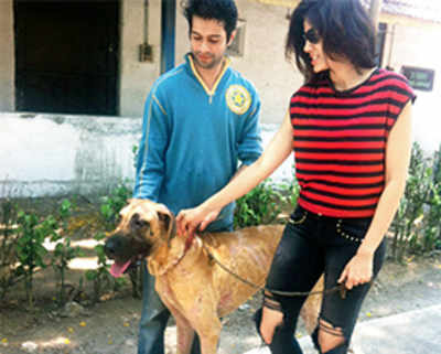 Bachchan residence turning into #1 spot for abandoning dogs