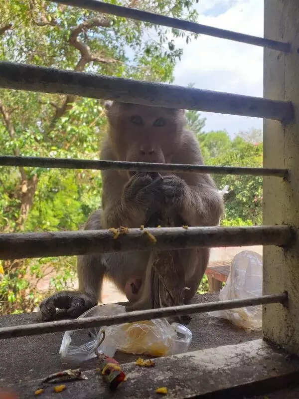 Don’t feed monkeys: Forest dept launches ‘zero food waste’ drive in Courtallam