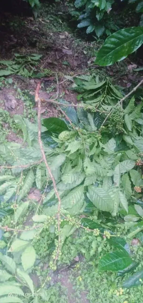 Rain, hailstorms damage coffee, areca crops in Hassan, C’magaluru