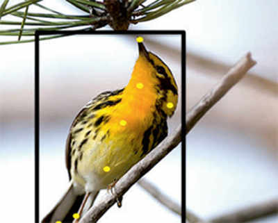 New website can identify birds using photos