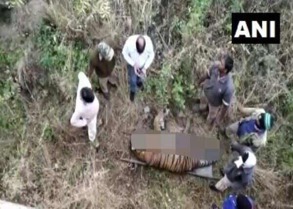 Tiger mauls tigress to death ‘for not being receptive’ in Udaipur