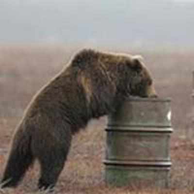 Brown bears caught tripping on aviation fuel