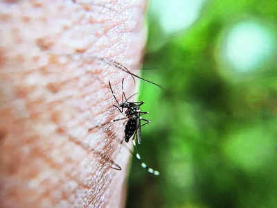 Bout of dengue that city can’t seem to shake off