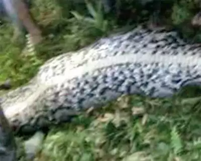 Missing Indonesian man’s body found inside python